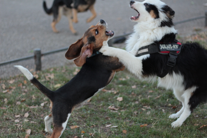 Berger Australien et Beagle en plein jeux