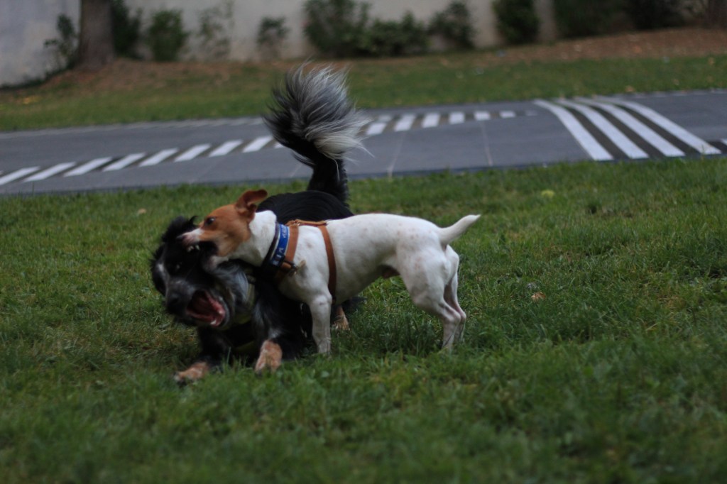 deux-chiens-jeux-communication-canine-educateur-canin