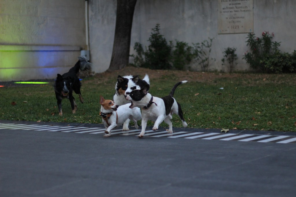 meute-chiens-jeux-communication-canine-educateur-canin