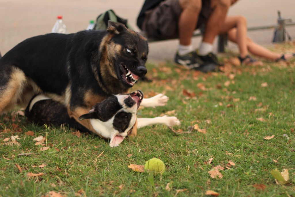 berger-allemand-staffi-beagle-croiser-bouledogue-jeux-agression